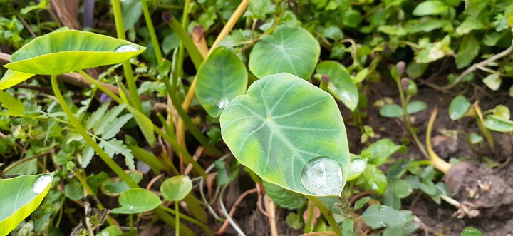 dew~