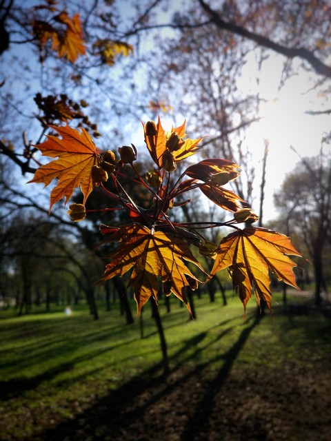 plant, deciduous वॉलपेपर
