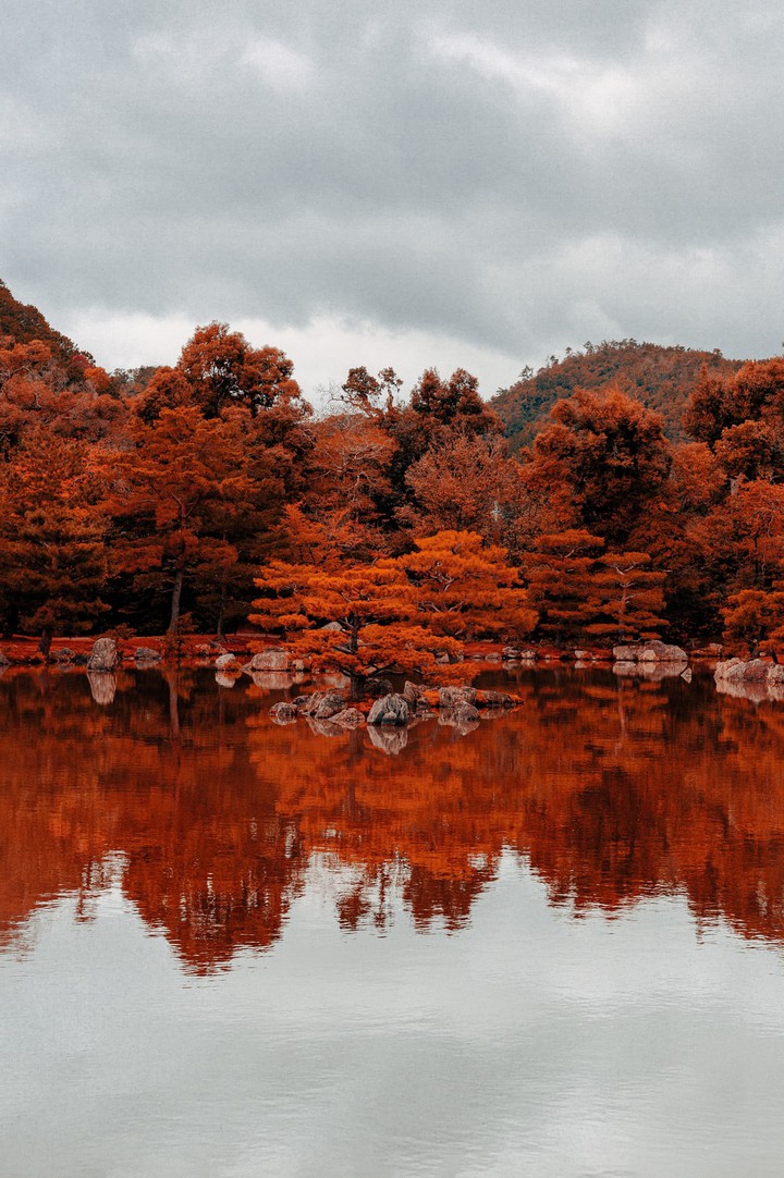 Autumn Orange leaves