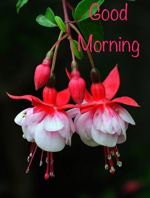 morning