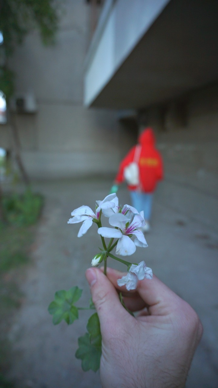 flower in hand portrait