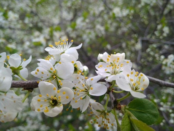 flowers