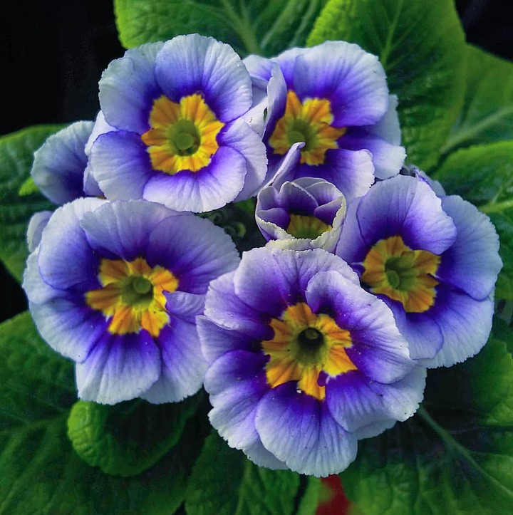 primula