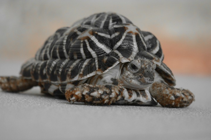 tortoise