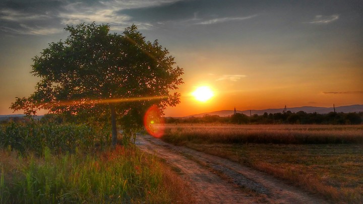 Dawn on the field