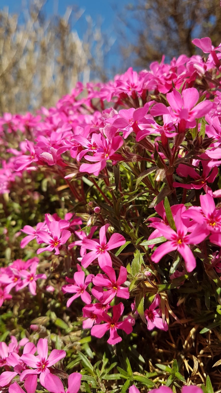 pink flower