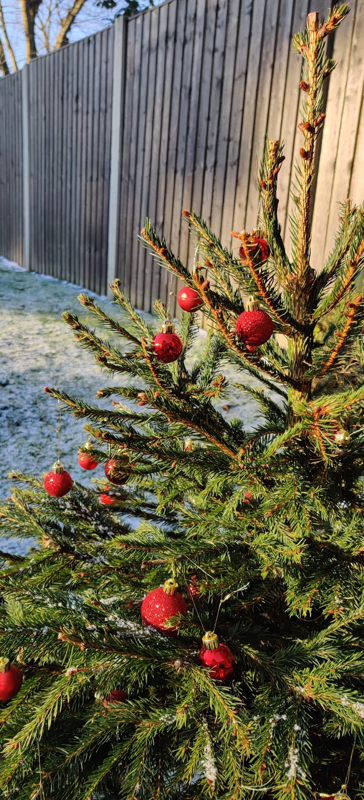 Christmas Tree