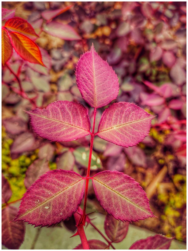 leaves.?
