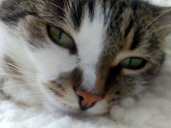 Sweet Cat