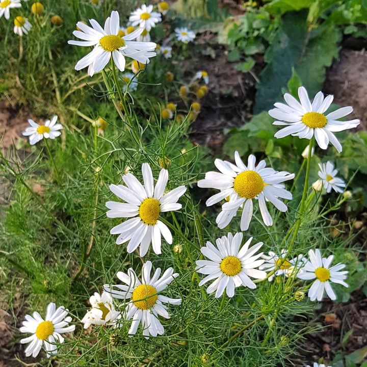 summer