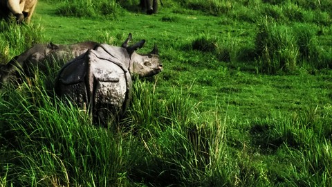 Rhino