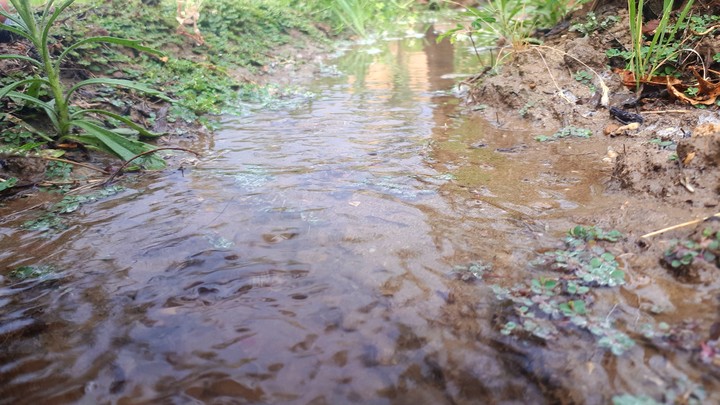 water /plants