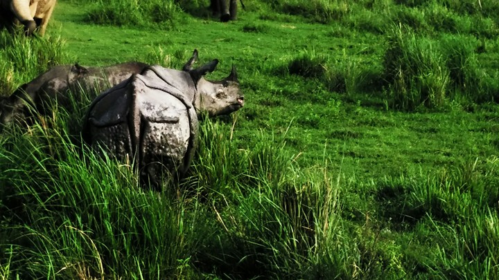 Rhino