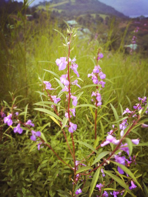 #flower?