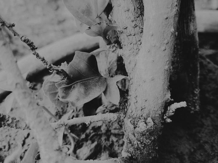 black and White