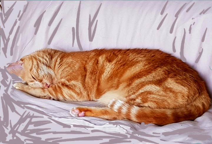 sweet dreams