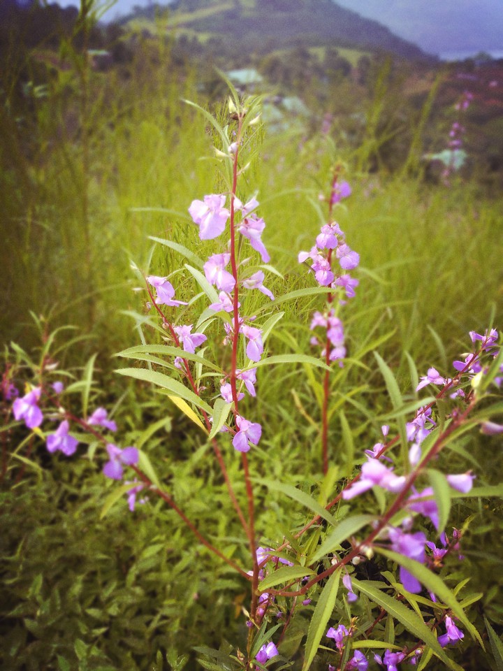 #flower?