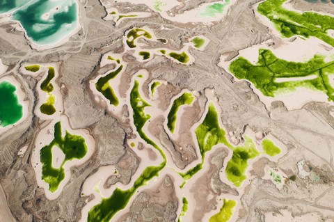 algae, liverworts Hintergrundbilder