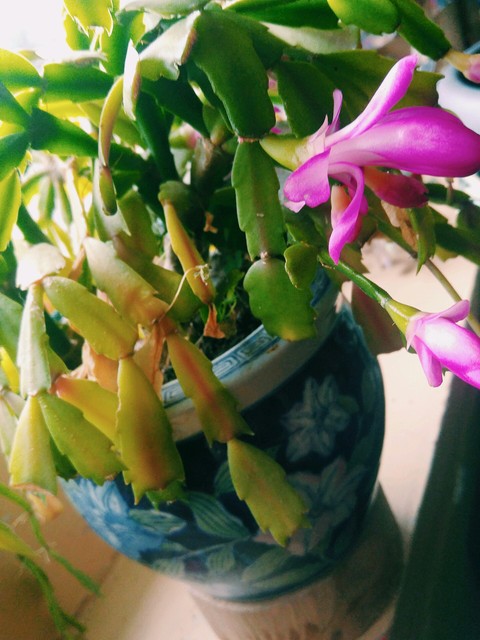 Christmas Cactus