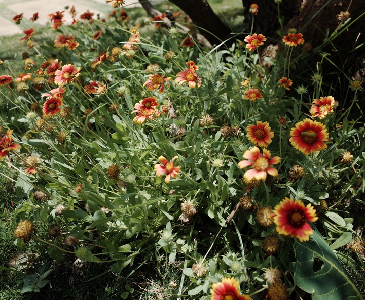 flower