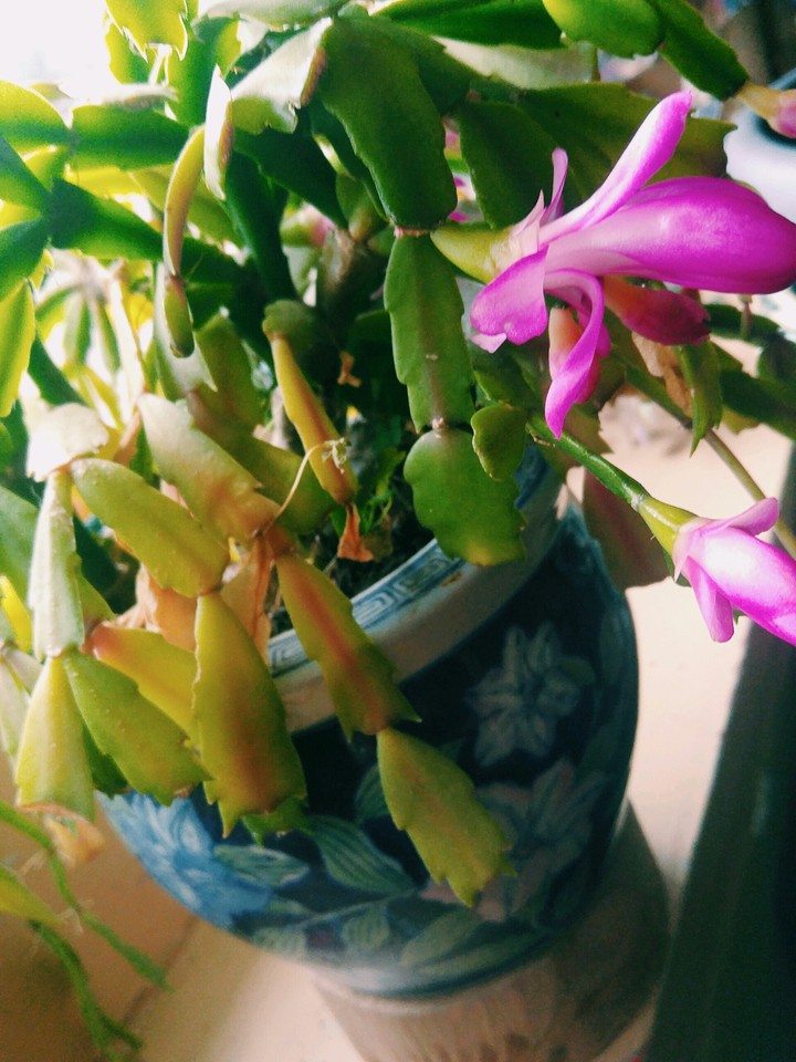 Christmas Cactus