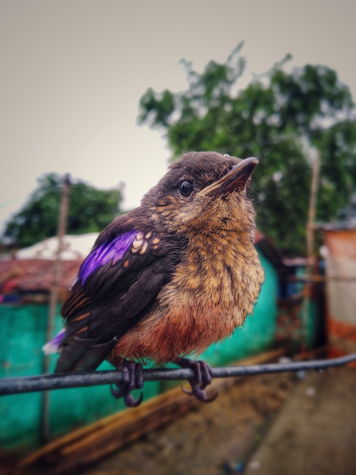 perception of a bird