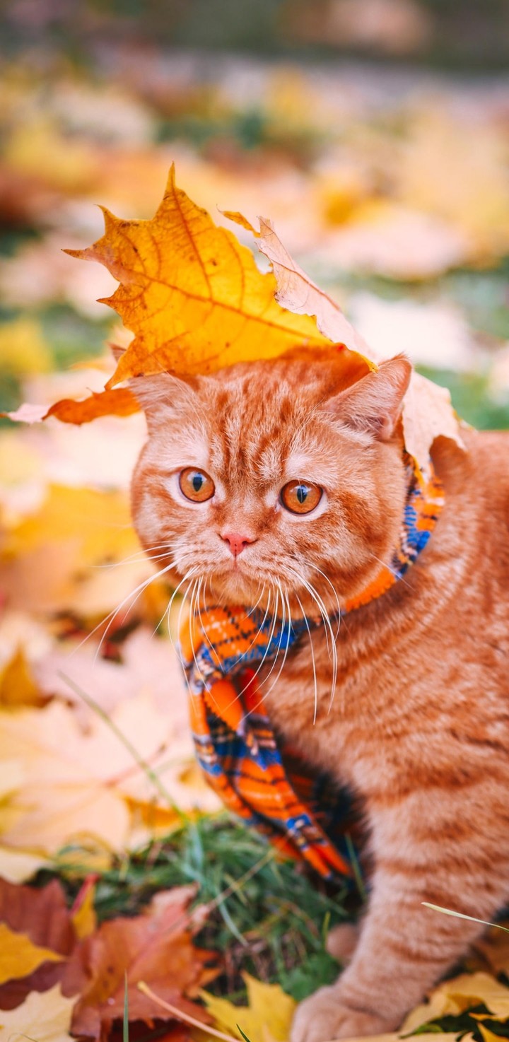 Autumn cat