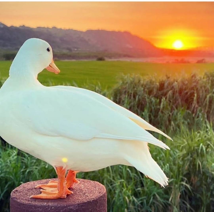 Duck. Утка. Рассвет или Закат. ❤️