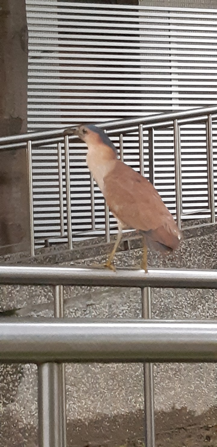 bird