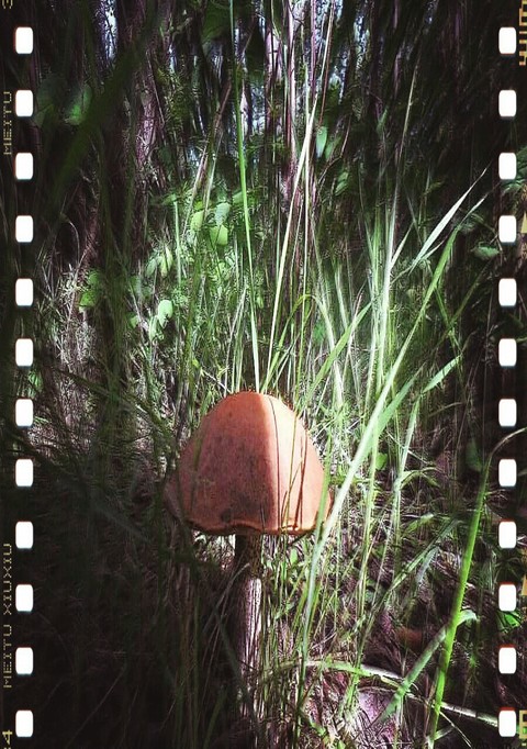 Focus Mushroom