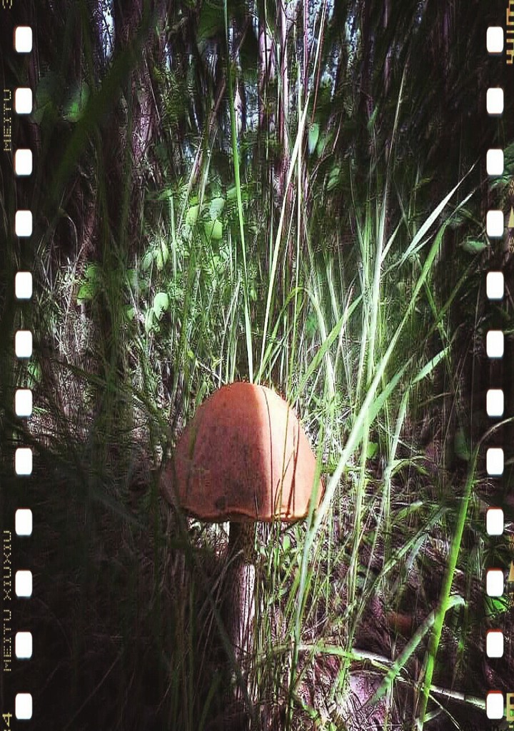Focus Mushroom
