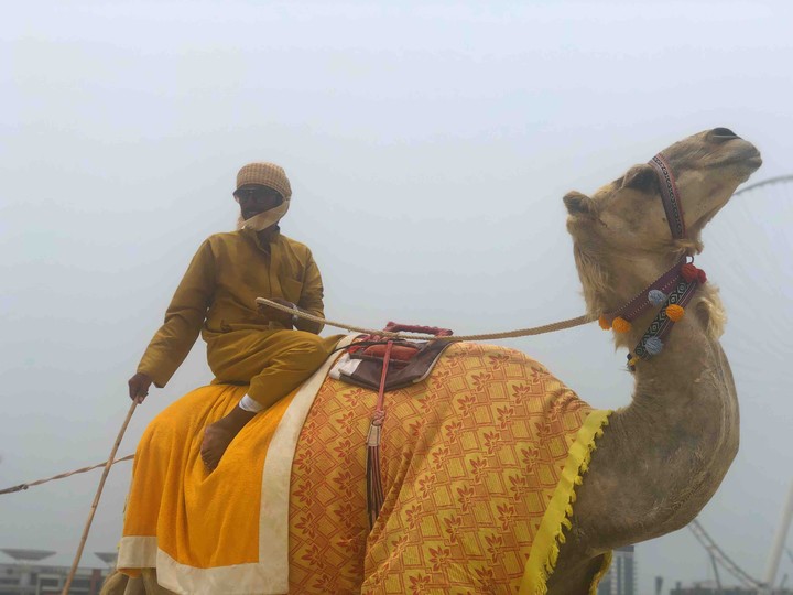 camel