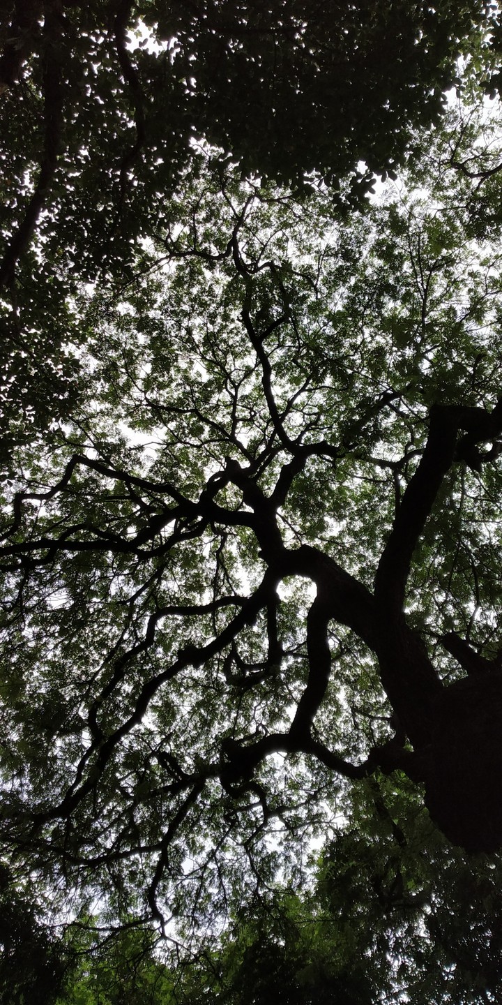 Trees