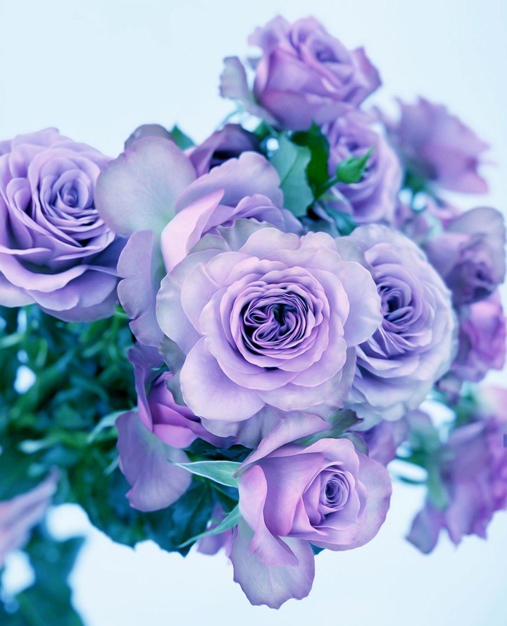 Roses