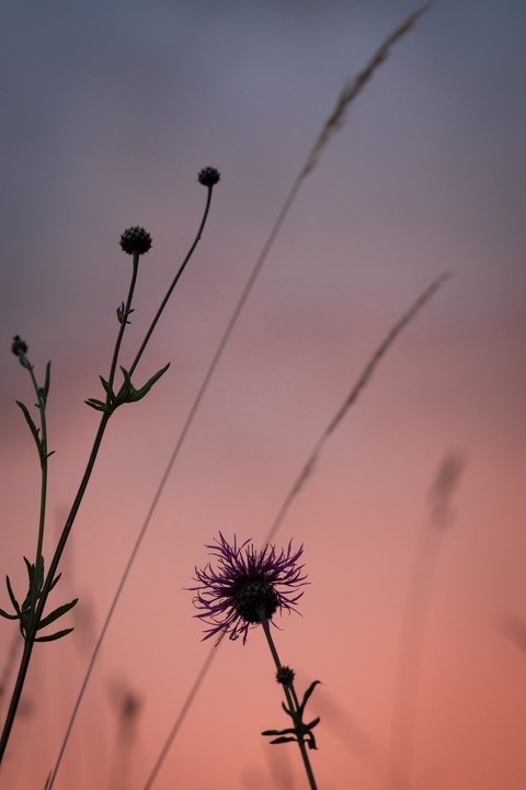 sunset, dusk桌布