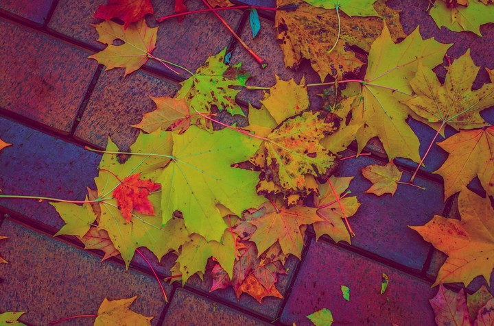 autumn leaf