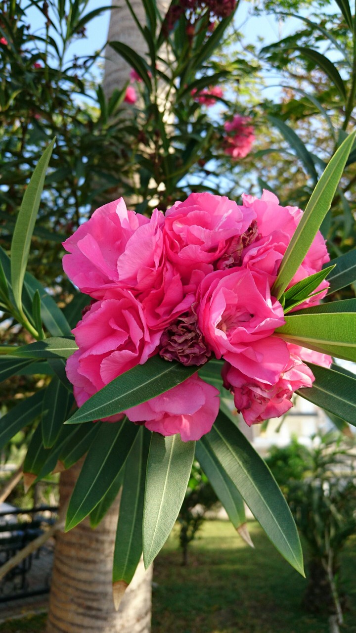 pink