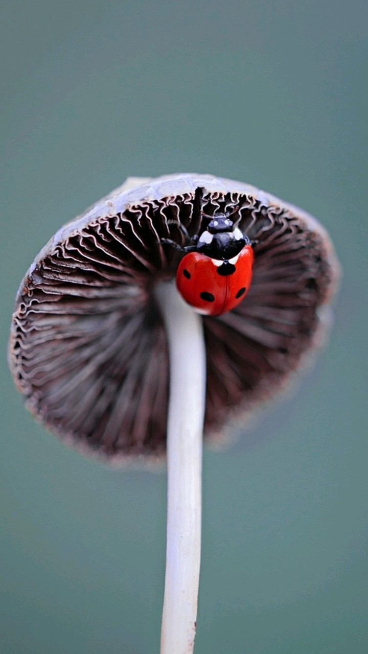 Ladybug