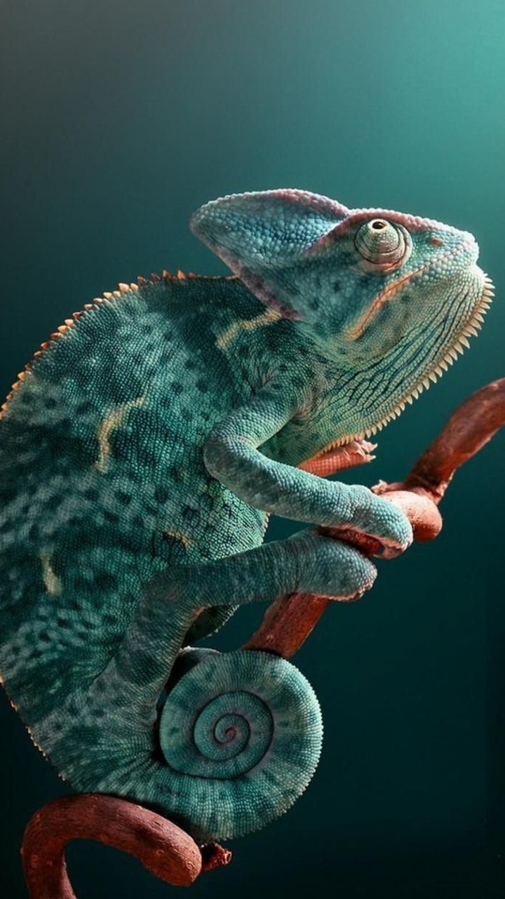 chameleon