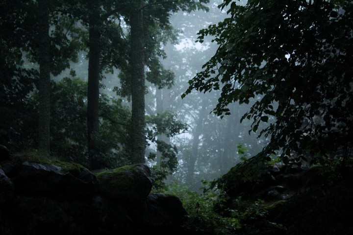 forest