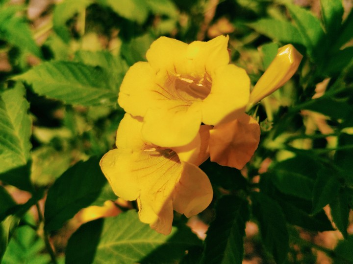flower