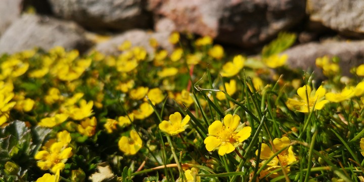gelbes Blütenmeer im Rasen