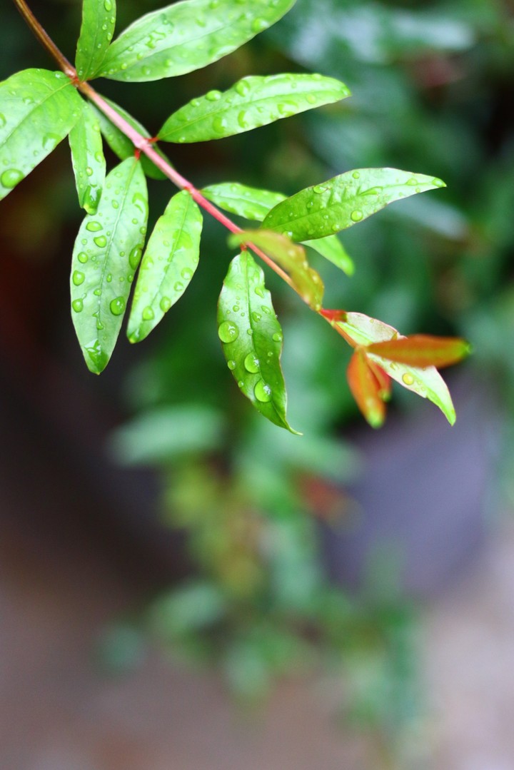 water of green leaf