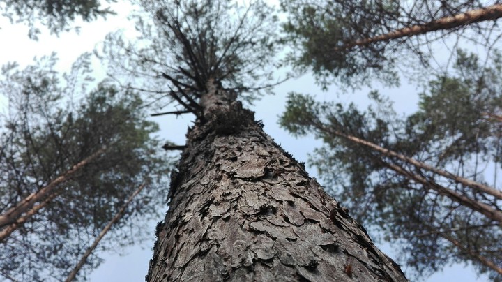 high tree