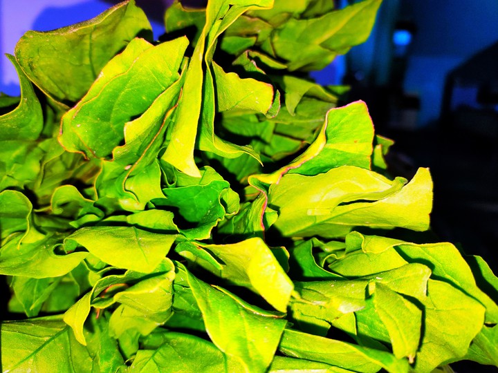 green leaves