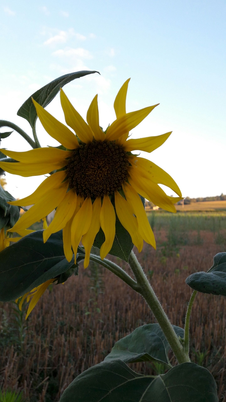 tournesol