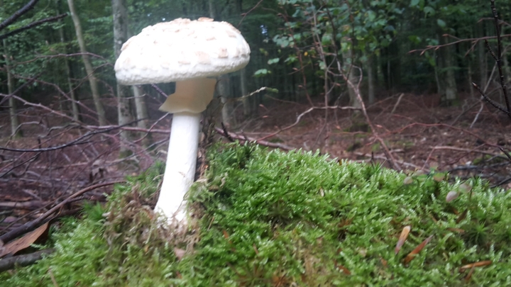 Poison mushroom