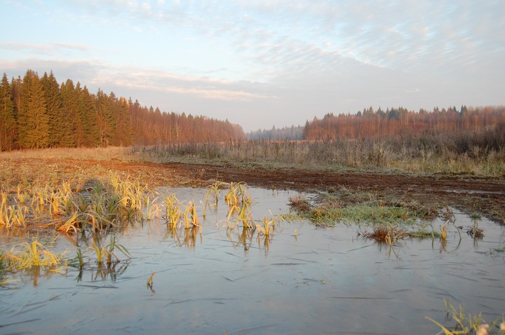 frosty morning
