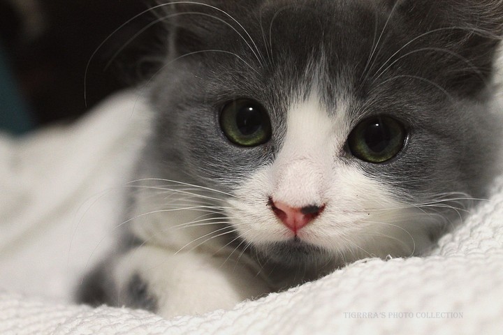 kitten