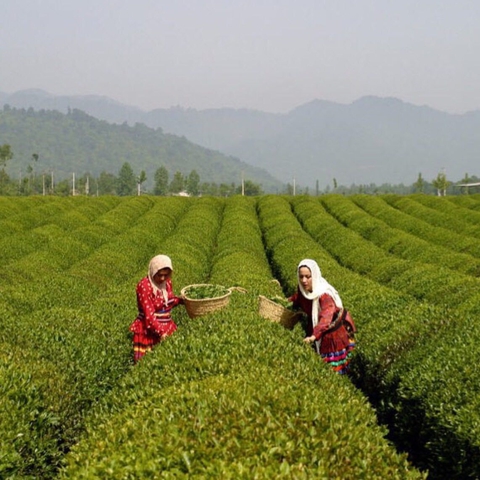 Tea Farm